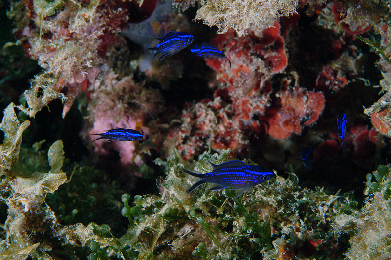 juvenile Chromis chromis